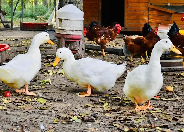 Wow! - Wood & Wellness Apartmanhazak Hodoshat