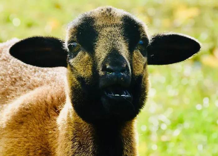 דירה Wow! - Wood & Wellness Apartmanhazak Hodoshat Nikla