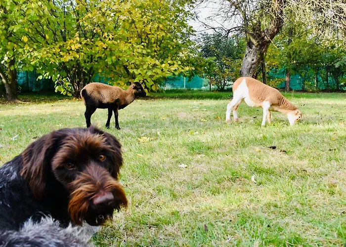 Wow! - Wood & Wellness Apartmanhazak Hodoshat *